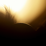 abstracts & macro